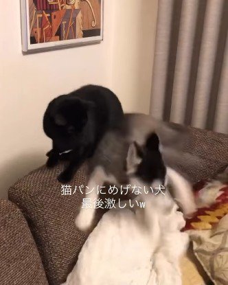 猫に体当たりするハスキー犬