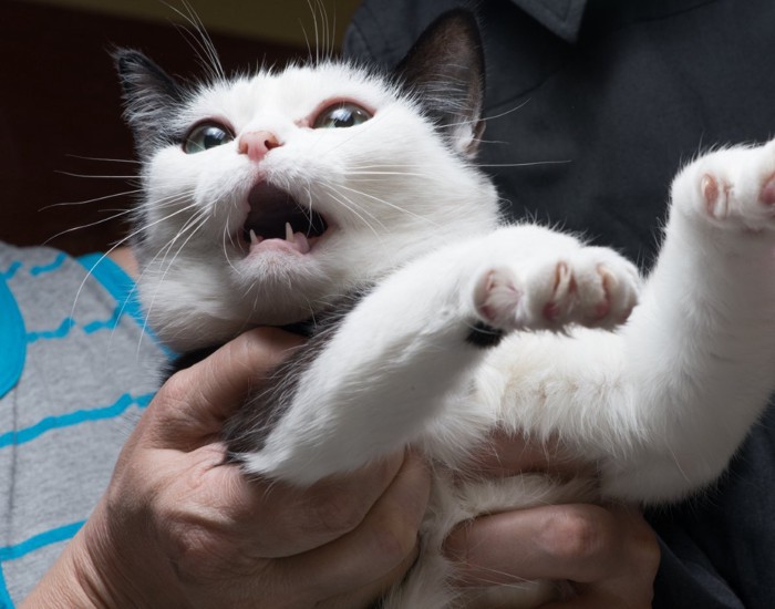 捕まってパニックになる猫