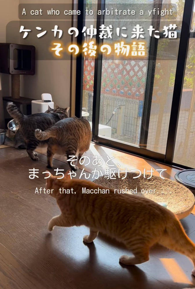 3匹の猫の後ろから近づく茶トラ猫