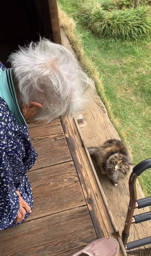 縁側の足元でおばあちゃんを見つめる猫