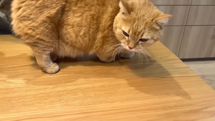 立って俯くプリンくん