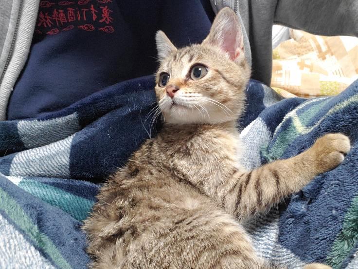 くつろぐ小町ちゃん