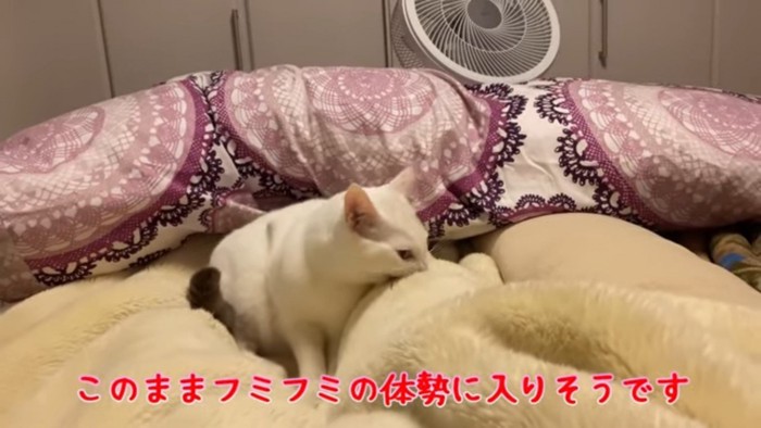 ママさんの足元で寝る準備をする猫