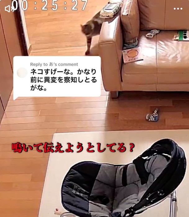 リビングへ戻る猫