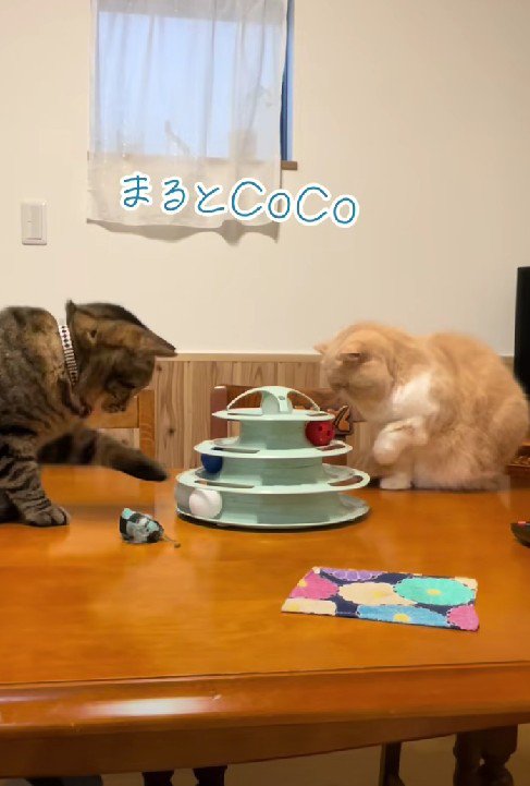 兄のまるくんと遊ぶCoCoちゃん