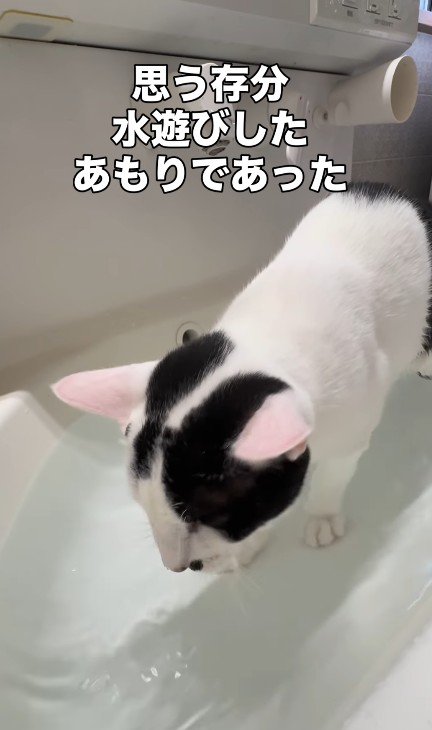 シンクで水遊びをする猫