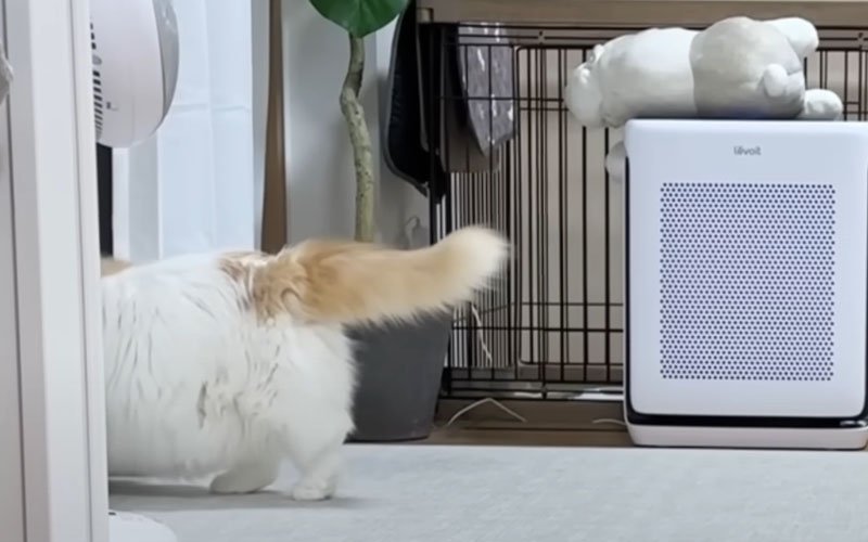 カーテンをのぞく猫