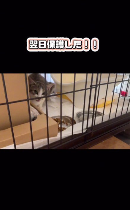 ケージの中の保護