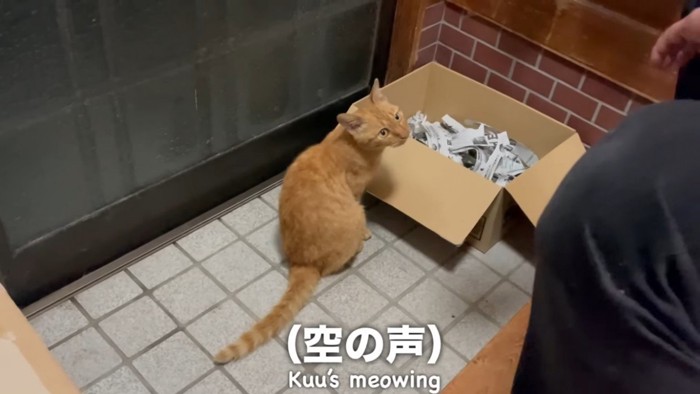 家に保護された迷い猫