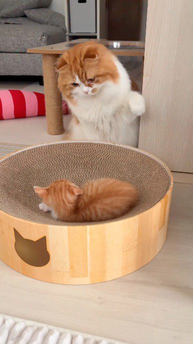 子猫を見つめながら左の前足を上げる成猫