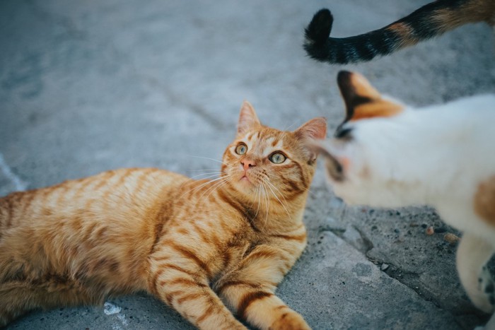 三毛猫と遊ぶ茶トラ猫