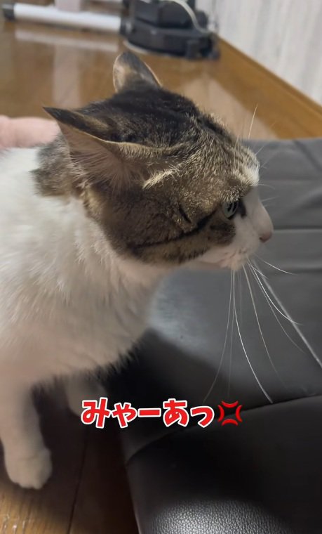 怒った鳴き声で鳴いている猫
