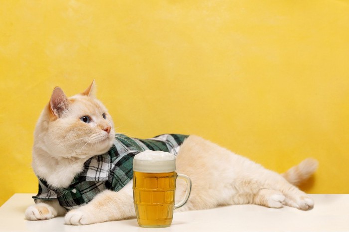 ビールと猫