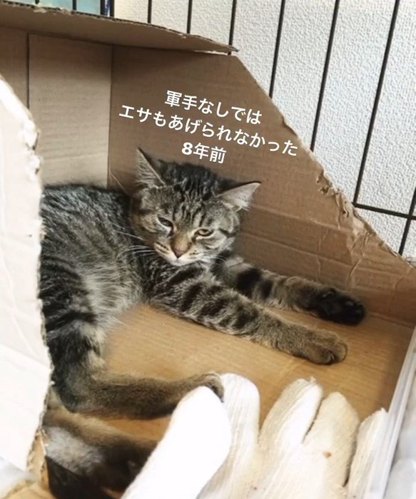 箱の中にいる猫