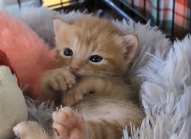 仰向けに寝る子猫