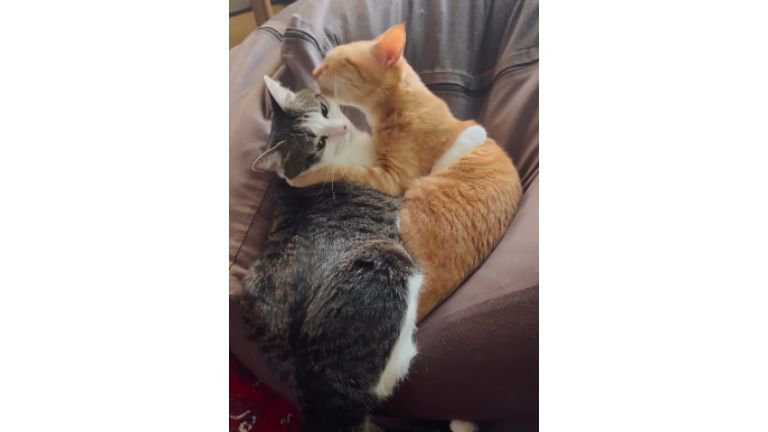 寝ている猫たち