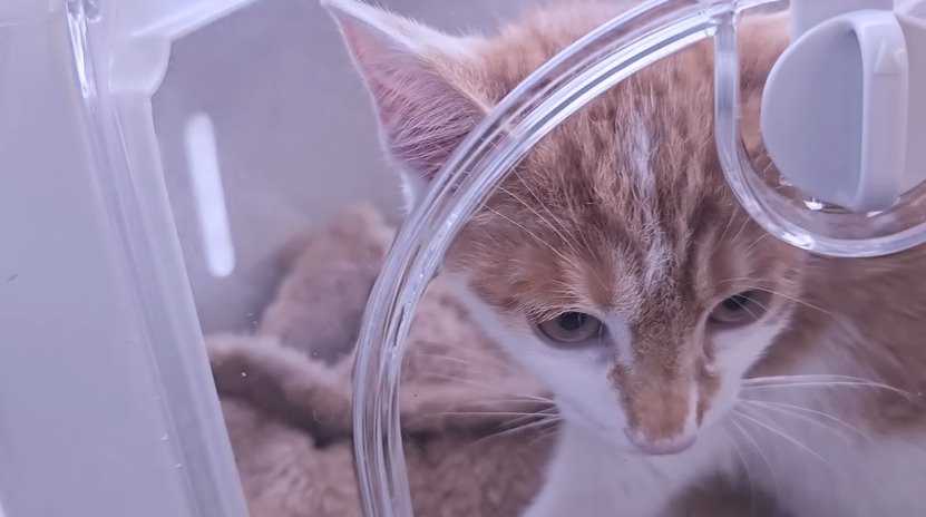 キャリーの中にいる子猫