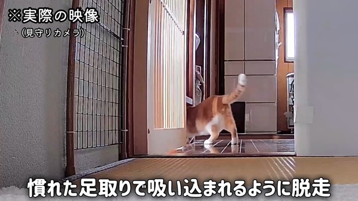 隙間を通る猫