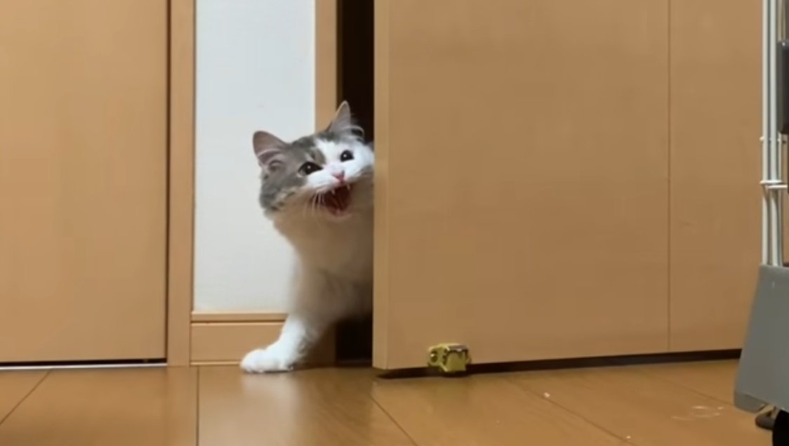 ドアからのぞきながら威嚇するぶち猫