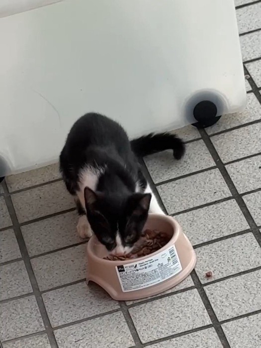 少し顔をあげる子猫