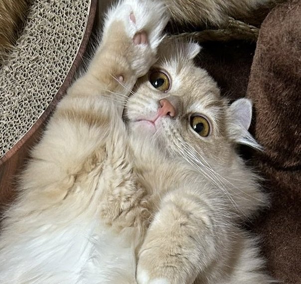 右手をあげている猫