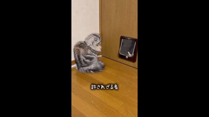 扉前のあずきちゃん