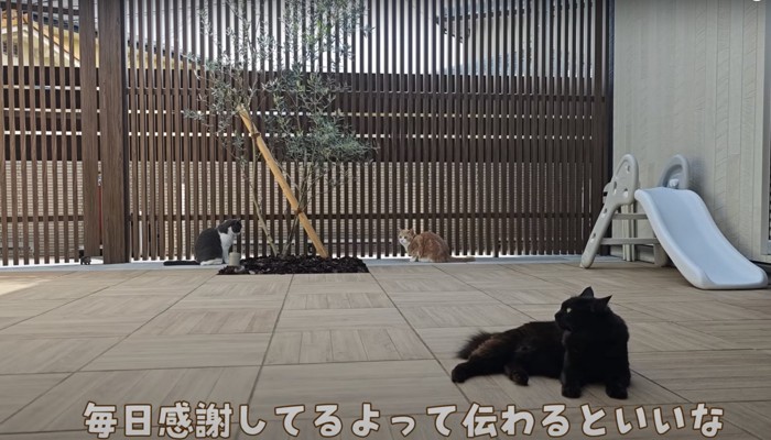 テラスにいる3匹の猫