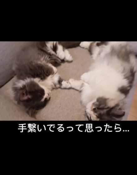 ソファに寝転がる2匹の猫