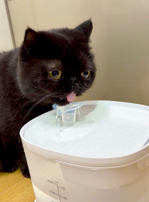 水を飲む猫