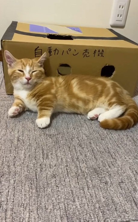 段ボールのおもちゃの前で休む猫