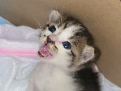 見上げながら鳴く子猫