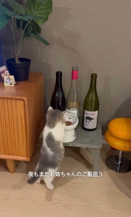 とろろちゃんのごはんを狙うおそばくん