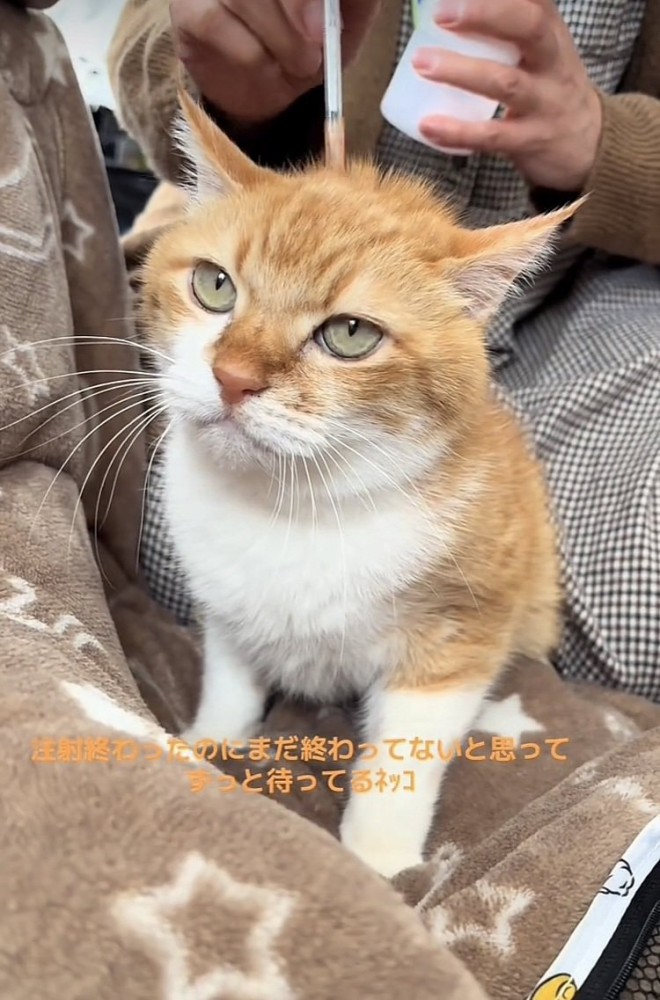 注射を打たれた茶トラ猫