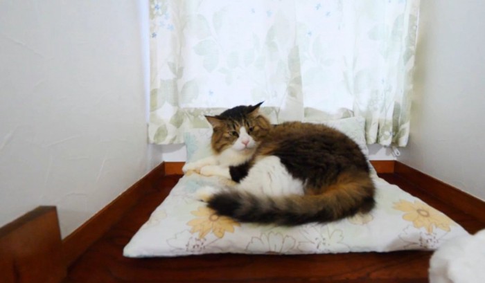 何かを見つめる猫