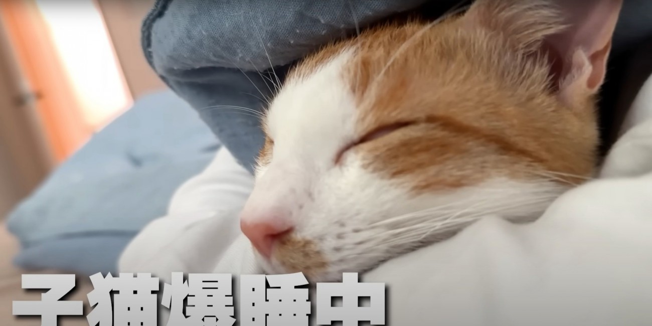 ウトウトするチップくん