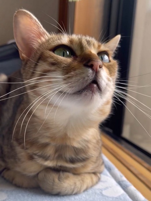 お気に入りのおもちゃを目で追う猫