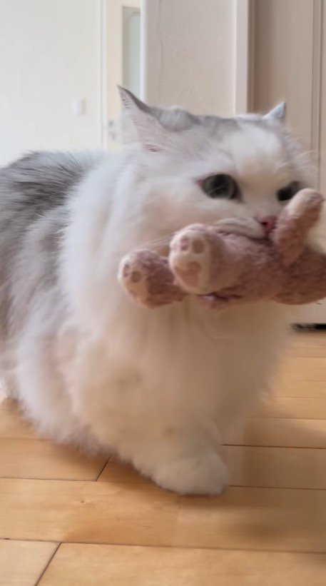 声をあげながらカメラの前を通り過ぎるミヌエット