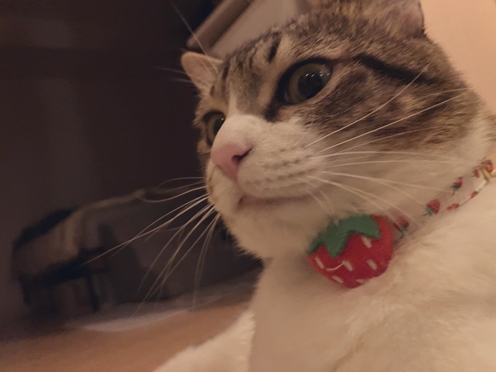 首輪をつけた猫