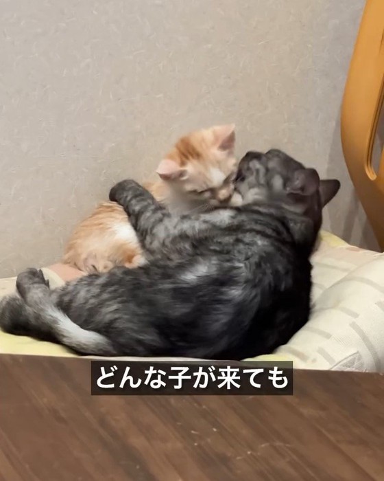 子猫を毛づくろいする猫