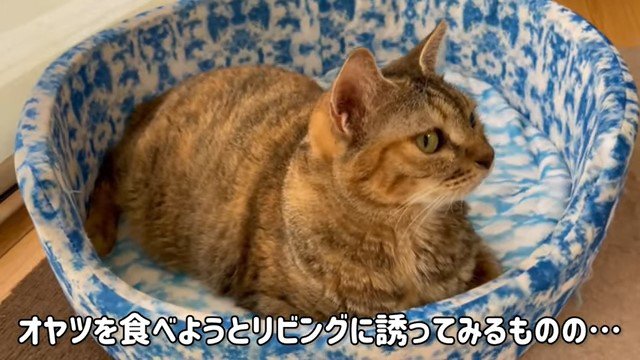 ベッドの中の猫