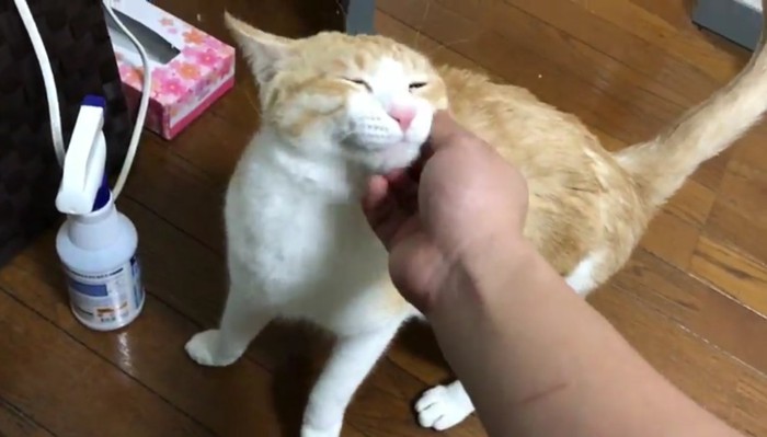 ロビンくんをなでなで