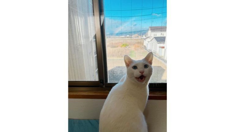 窓辺にいる猫