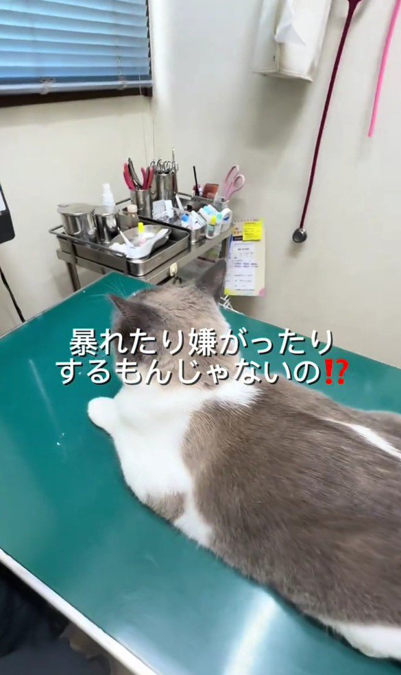 診察台にのっている猫