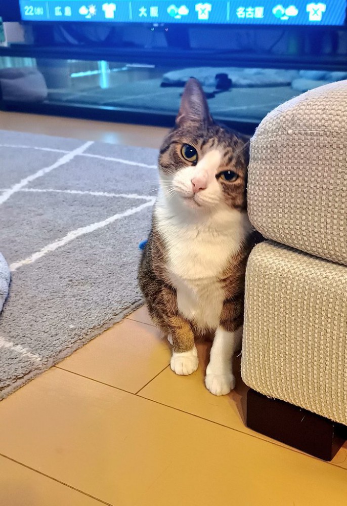 ソファに寄り添って小首をかしげるキジ白猫