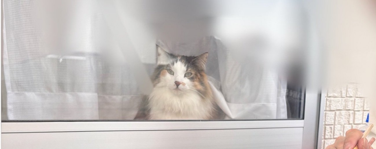 窓の向こうのみかんちゃん