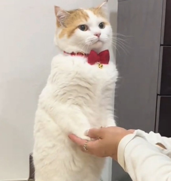 飼い主さんの手を握るリリィちゃん