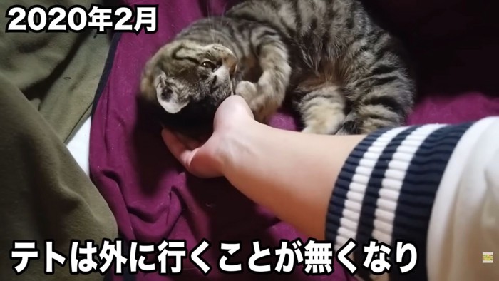 テロップ「テトは外に行くことが~」