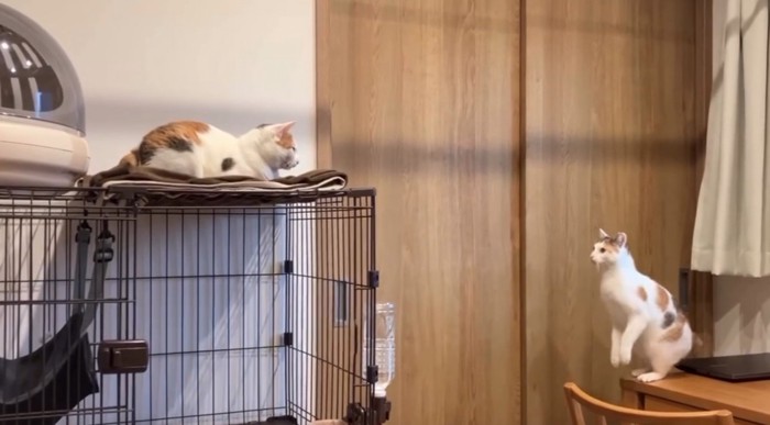 距離を見定める猫