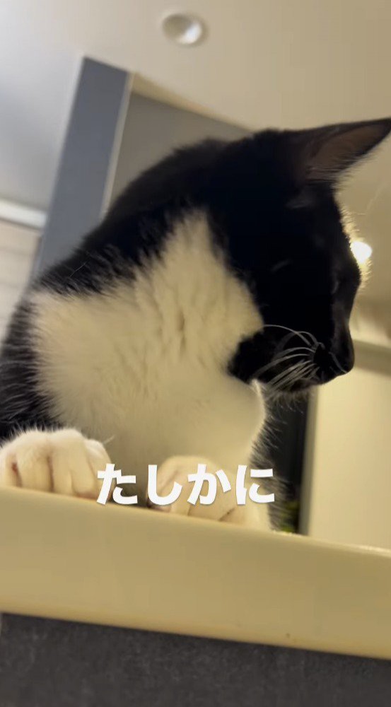 時計を見上げるキジトラ猫を見つめる白黒猫