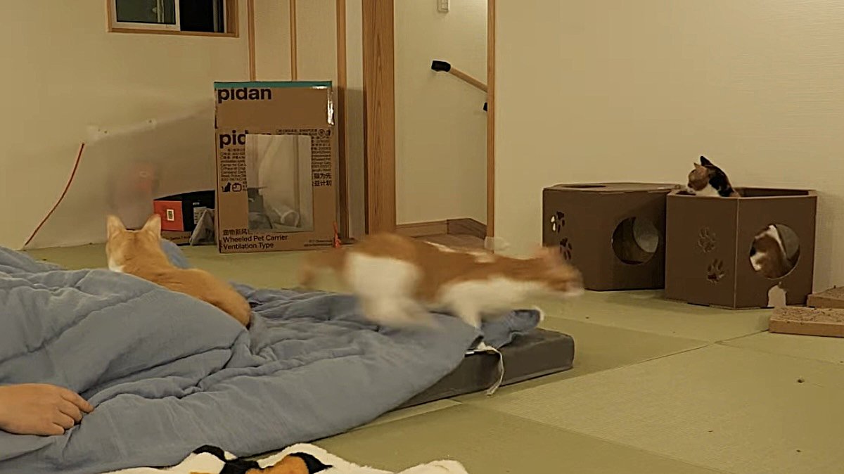 勢いよく逃げ出す猫